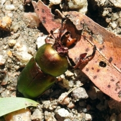 Lamprima aurata at Paddys River, ACT - 7 Dec 2017