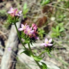 Centaurium erythraea (Common Centaury) at Tidbinbilla Nature Reserve - 7 Dec 2017 by RodDeb