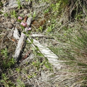 Centaurium erythraea at Paddys River, ACT - 7 Dec 2017