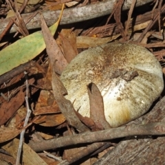 zz agaric (stem; gills white/cream) at Tidbinbilla Nature Reserve - 7 Dec 2017 by RodDeb