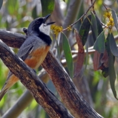 Pachycephala rufiventris (Rufous Whistler) at Tidbinbilla Nature Reserve - 7 Dec 2017 by RodDeb