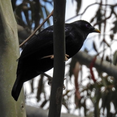 Ptilonorhynchus violaceus (Satin Bowerbird) at Paddys River, ACT - 7 Dec 2017 by RodDeb