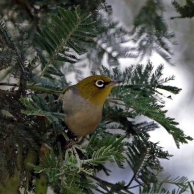 Zosterops lateralis (Silvereye) at Tidbinbilla Nature Reserve - 7 Dec 2017 by RodDeb