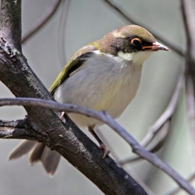 Melithreptus lunatus (White-naped Honeyeater) at Paddys River, ACT - 7 Dec 2017 by RodDeb