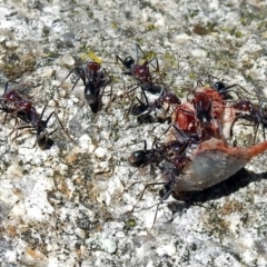 Iridomyrmex purpureus (Meat Ant) at Paddys River, ACT - 6 Dec 2017 by RodDeb