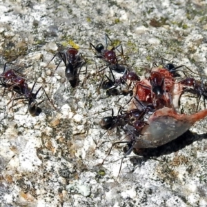 Iridomyrmex purpureus at Paddys River, ACT - 7 Dec 2017 10:53 AM