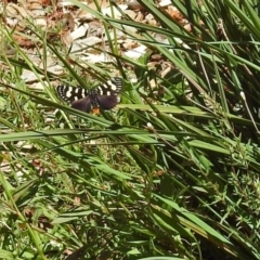 Phalaenoides tristifica (Willow-herb Day-moth) at Namadgi National Park - 7 Dec 2017 by RodDeb