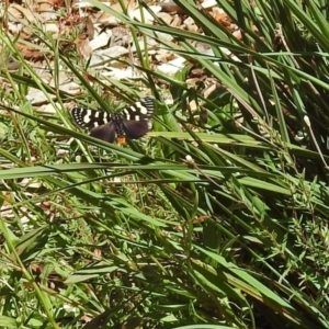 Phalaenoides tristifica at Paddys River, ACT - 7 Dec 2017