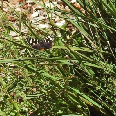 Phalaenoides tristifica (Willow-herb Day-moth) at Namadgi National Park - 7 Dec 2017 by RodDeb