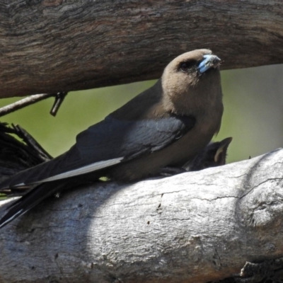 Artamus cyanopterus (Dusky Woodswallow) at Tharwa, ACT - 6 Dec 2017 by RodDeb