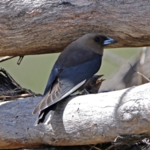 Artamus cyanopterus at Tharwa, ACT - 7 Dec 2017