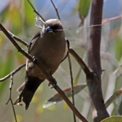 Artamus cyanopterus at Tharwa, ACT - 7 Dec 2017 10:30 AM