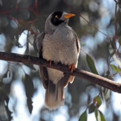 Manorina melanocephala (Noisy Miner) at Namadgi National Park - 6 Dec 2017 by RodDeb