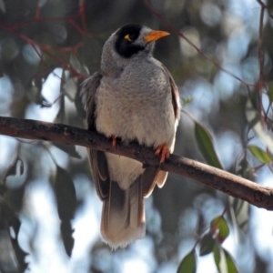 Manorina melanocephala at Tennent, ACT - 7 Dec 2017 08:49 AM