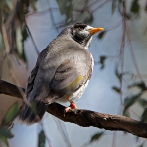 Manorina melanocephala at Tennent, ACT - 7 Dec 2017 08:49 AM