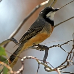 Pachycephala rufiventris (Rufous Whistler) at Paddys River, ACT - 7 Dec 2017 by RodDeb