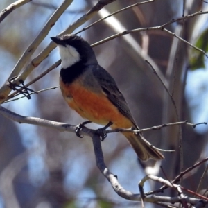 Pachycephala rufiventris at Paddys River, ACT - 7 Dec 2017 09:58 AM