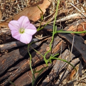 Convolvulus angustissimus subsp. angustissimus at Paddys River, ACT - 7 Dec 2017 10:21 AM