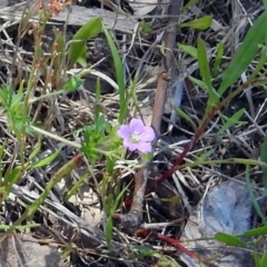 Geranium sp. (Geranium) at Paddys River, ACT - 6 Dec 2017 by RodDeb