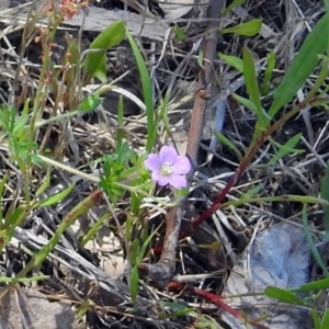 Geranium sp. at Paddys River, ACT - 7 Dec 2017 10:46 AM