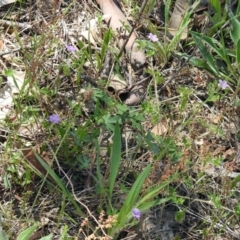 Geranium sp. at Paddys River, ACT - 7 Dec 2017 10:46 AM