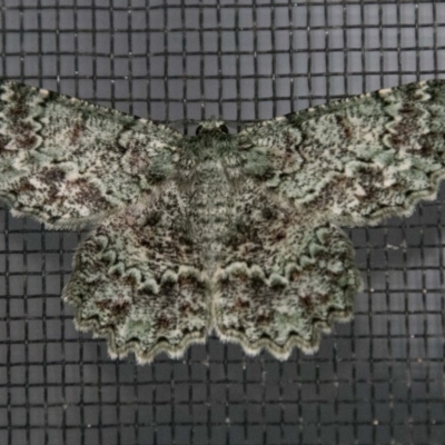 Hypodoxa muscosaria (Textured Emerald) at Chapman, ACT - 8 Dec 2017 by SWishart