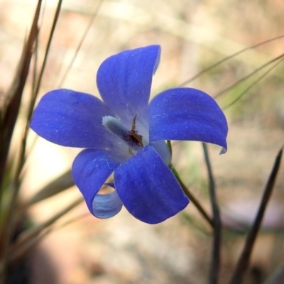 Wahlenbergia sp. (Bluebell) at Paddys River, ACT - 7 Dec 2017 by RodDeb