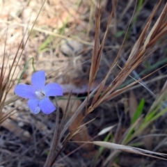 Wahlenbergia sp. at Paddys River, ACT - 7 Dec 2017