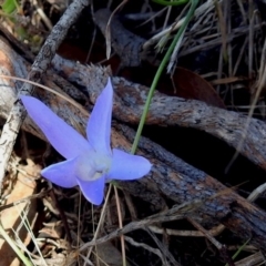 Wahlenbergia sp. (Bluebell) at Paddys River, ACT - 7 Dec 2017 by RodDeb