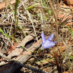 Wahlenbergia sp. at Paddys River, ACT - 7 Dec 2017