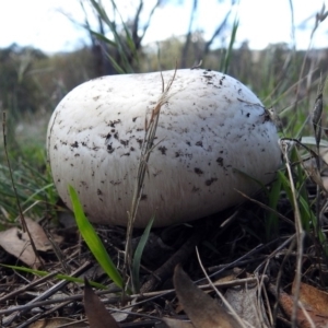 zz agaric (stem; gills white/cream) at Namadgi National Park - 7 Dec 2017 10:19 AM