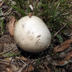 zz agaric (stem; gills white/cream) at Namadgi National Park - 7 Dec 2017 10:19 AM