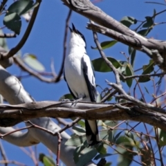 Lalage tricolor (White-winged Triller) at Paddys River, ACT - 6 Dec 2017 by RodDeb