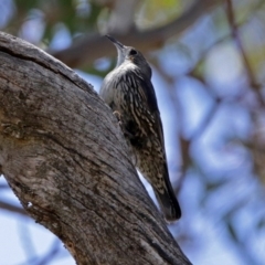 Cormobates leucophaea (White-throated Treecreeper) at Paddys River, ACT - 6 Dec 2017 by RodDeb
