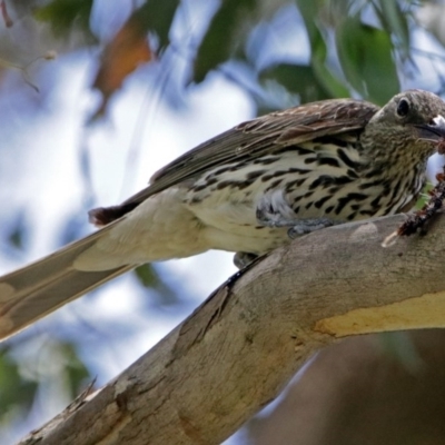 Oriolus sagittatus (Olive-backed Oriole) at Jerrabomberra Wetlands - 9 Dec 2017 by RodDeb