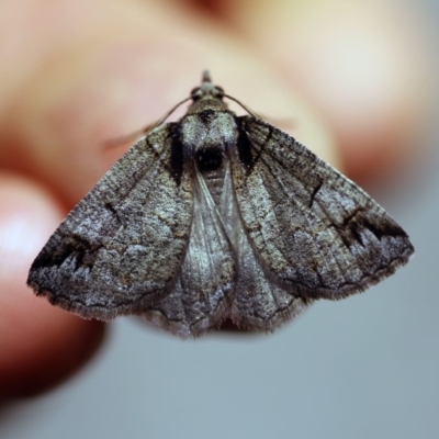 Austroterpna paratorna (Rounded Grey) at O'Connor, ACT - 7 Dec 2017 by ibaird