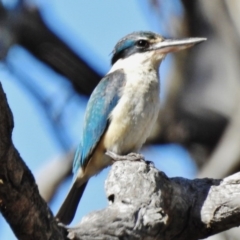Todiramphus sanctus (Sacred Kingfisher) at Pialligo, ACT - 10 Dec 2017 by JohnBundock