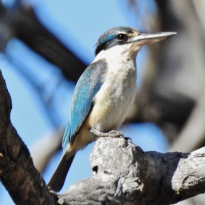 Todiramphus sanctus (Sacred Kingfisher) at Pialligo, ACT - 10 Dec 2017 by JohnBundock