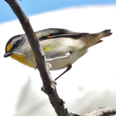Pardalotus striatus (Striated Pardalote) at Pialligo, ACT - 10 Dec 2017 by JohnBundock