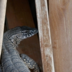 Varanus rosenbergi (Heath or Rosenberg's Monitor) at QPRC LGA - 29 Nov 2017 by davidmcdonald