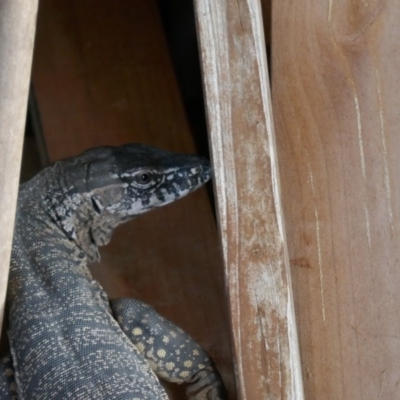 Varanus rosenbergi (Heath or Rosenberg's Monitor) at Bywong, NSW - 29 Nov 2017 by davidmcdonald