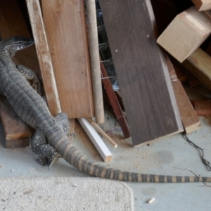 Varanus rosenbergi at Bywong, NSW - 29 Nov 2017