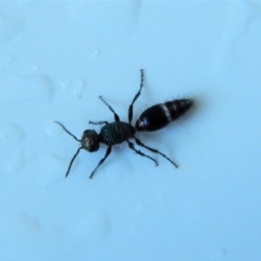 Mutillidae (family) (Unidentified Mutillid wasp or velvet ant) at Cook, ACT - 9 Dec 2017 by CathB