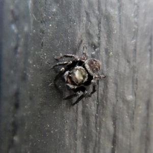 Hasarius adansonii at Cook, ACT - 10 Dec 2017