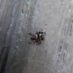 Hasarius adansonii at Cook, ACT - 10 Dec 2017