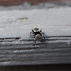 Hasarius adansonii at Cook, ACT - 10 Dec 2017 08:05 AM