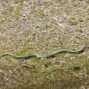 Pseudechis porphyriacus at Burra, NSW - 10 Dec 2017