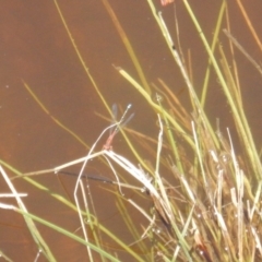 Xanthagrion erythroneurum (Red & Blue Damsel) at Burra, NSW - 10 Dec 2017 by MichaelMulvaney