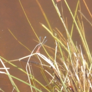 Xanthagrion erythroneurum at Burra, NSW - 10 Dec 2017