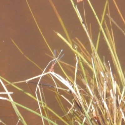 Xanthagrion erythroneurum (Red & Blue Damsel) at QPRC LGA - 10 Dec 2017 by MichaelMulvaney